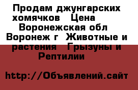 Продам джунгарских хомячков › Цена ­ 50 - Воронежская обл., Воронеж г. Животные и растения » Грызуны и Рептилии   